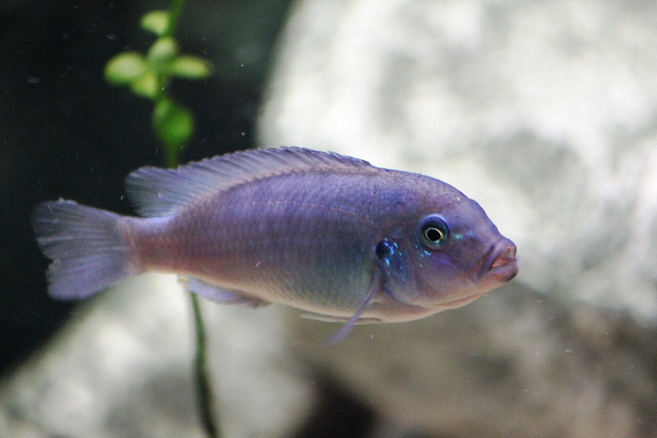 A bright blue female mbuna cichlid, one of the herbivorous Rift Lake species most prone to bloat