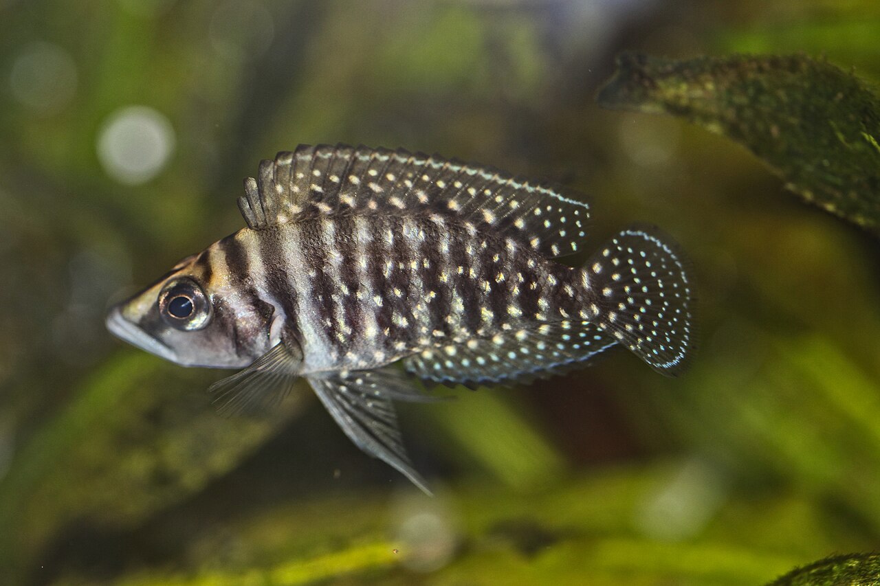 A pearly, laterally compressed Altolamprologus calvus hovering over rockwork in a Lake Tanganyika aquarium