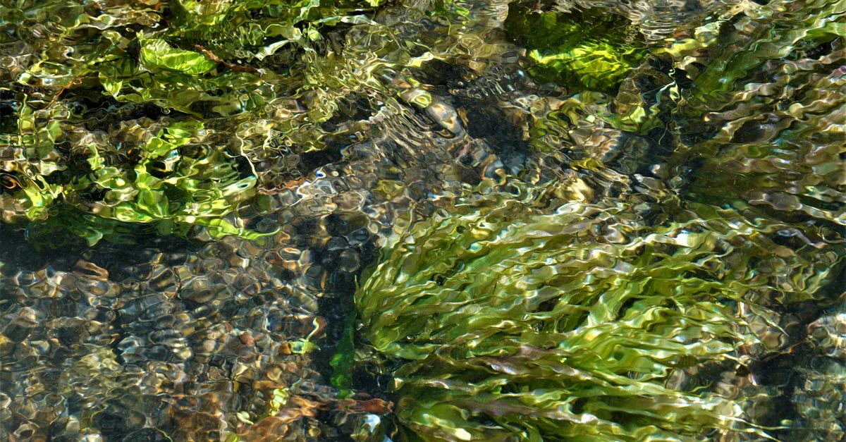 Green algae in a freshwater aquarium