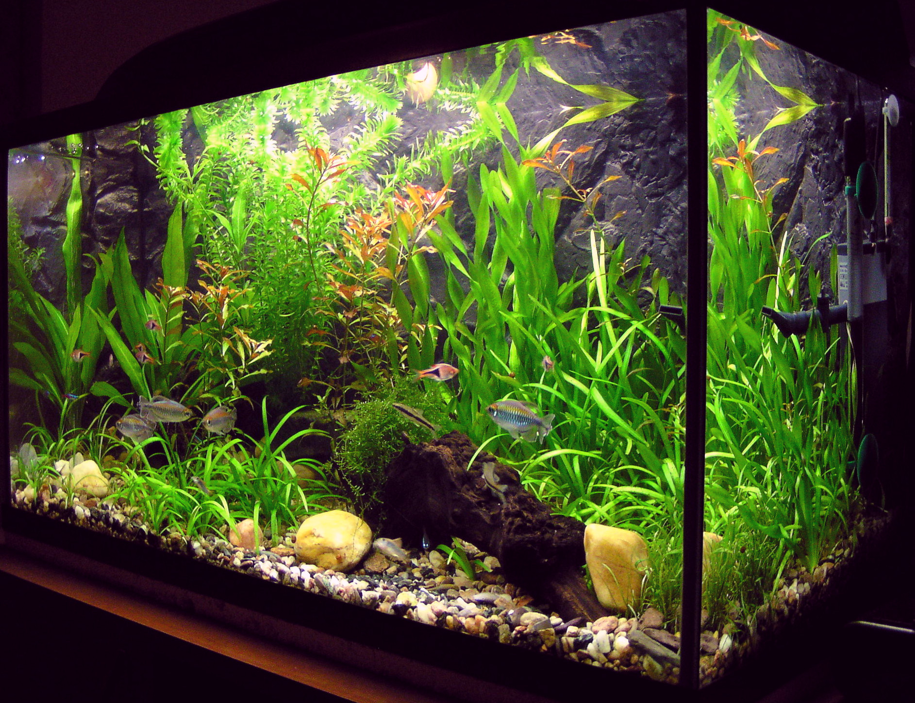 A planted freshwater aquarium lit from above showing green plants and clear water