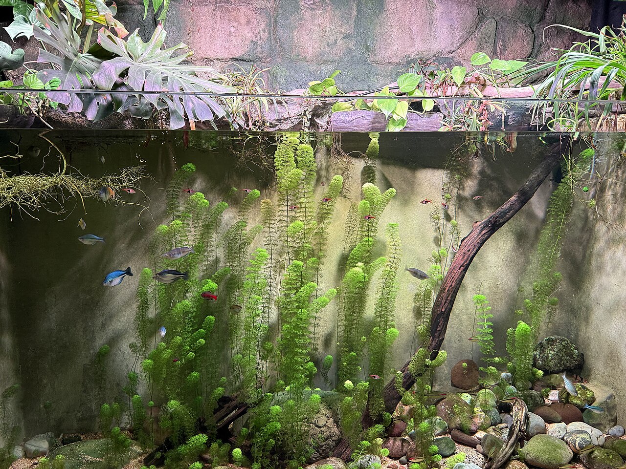 A planted freshwater aquarium with small fish
