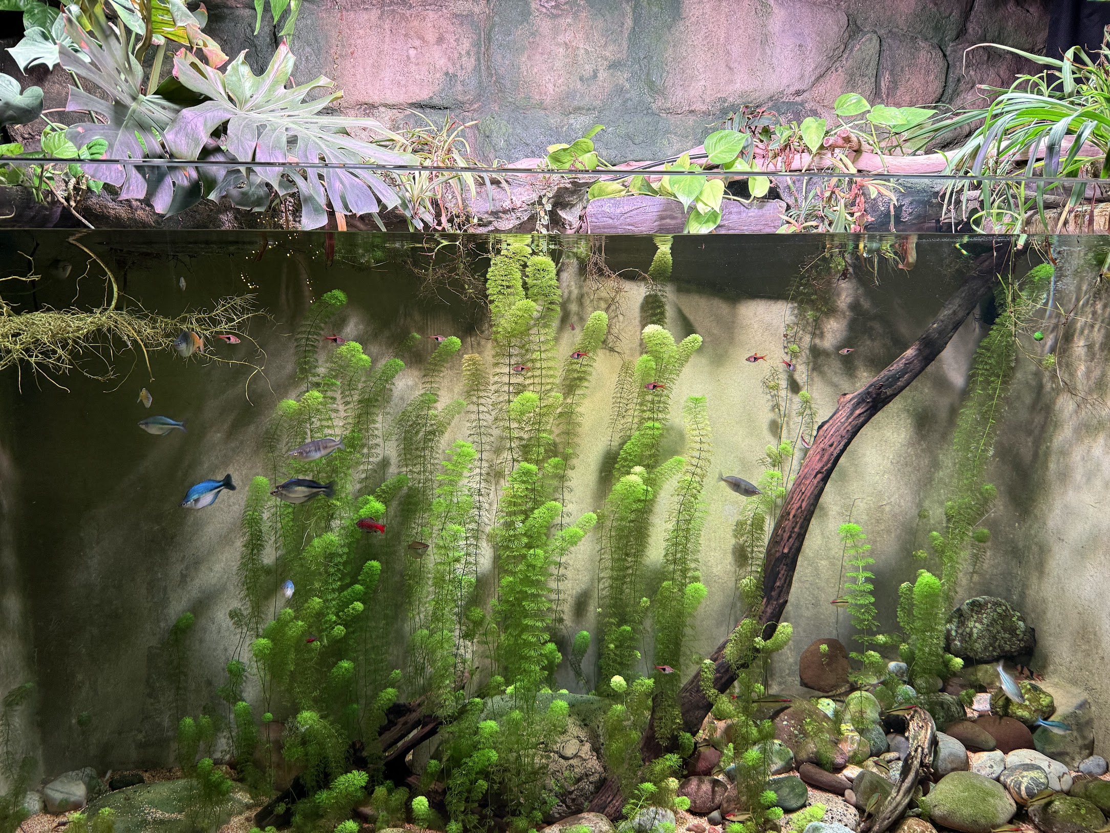 A planted freshwater aquarium with small fish