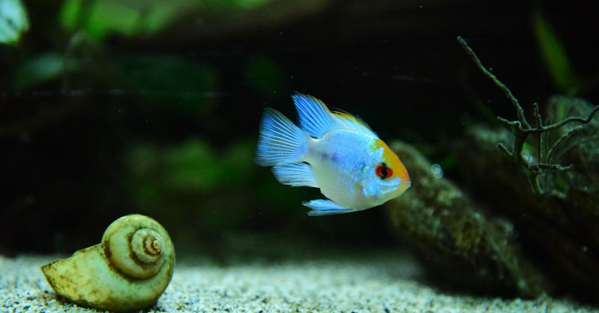 A snail in a planted aquarium