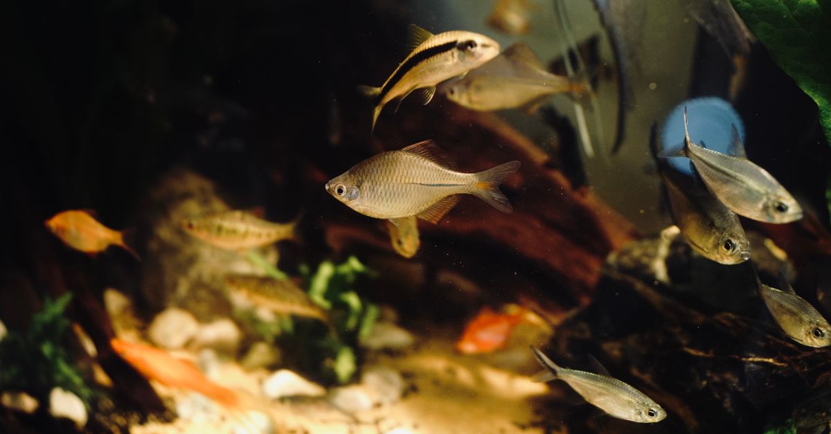 Aquarium maintenance