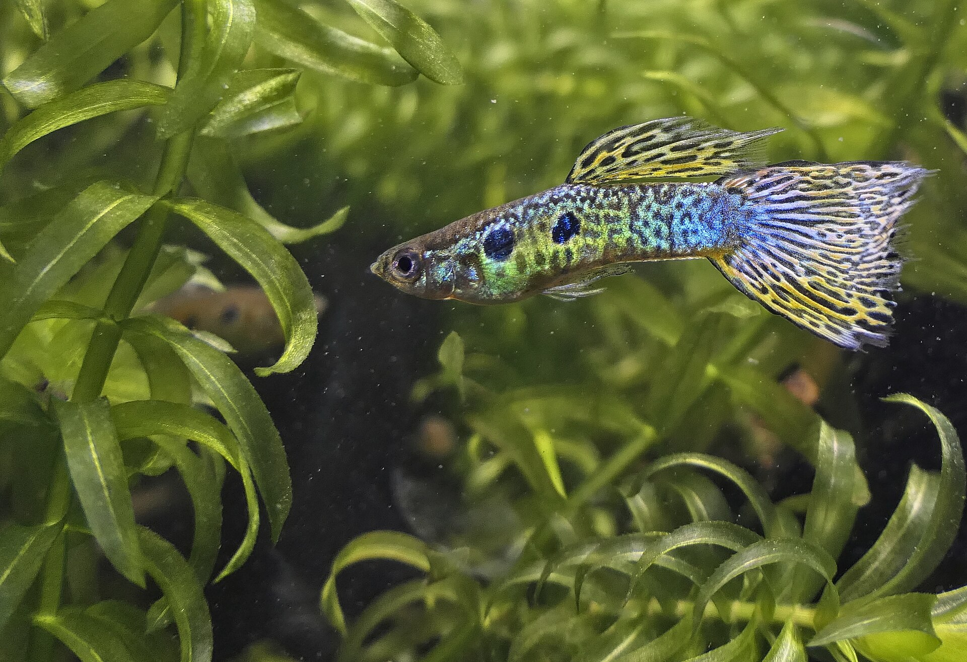 A male cobra-green guppy, Poecilia reticulata, showing its colourful tail