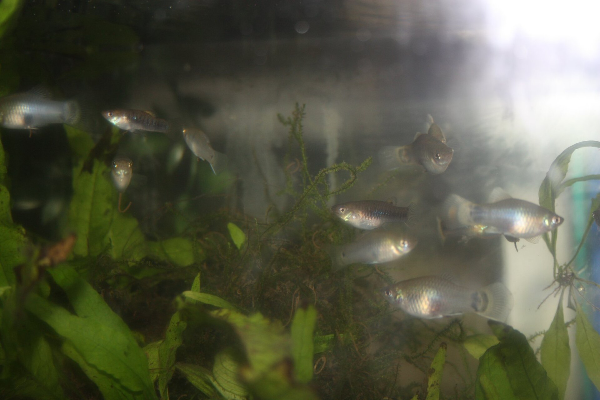 A brightly coloured platy, one of the hardiest beginner aquarium fish