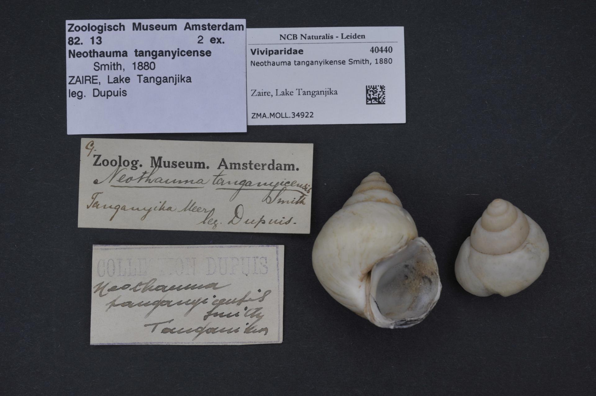 An empty Neothauma tanganyicense snail shell, the natural home of Lake Tanganyika shell-dwelling cichlids