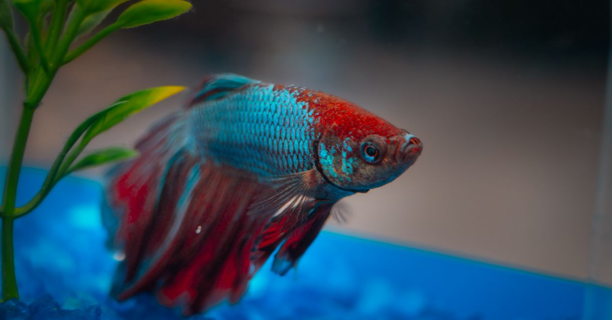 A colourful betta fish
