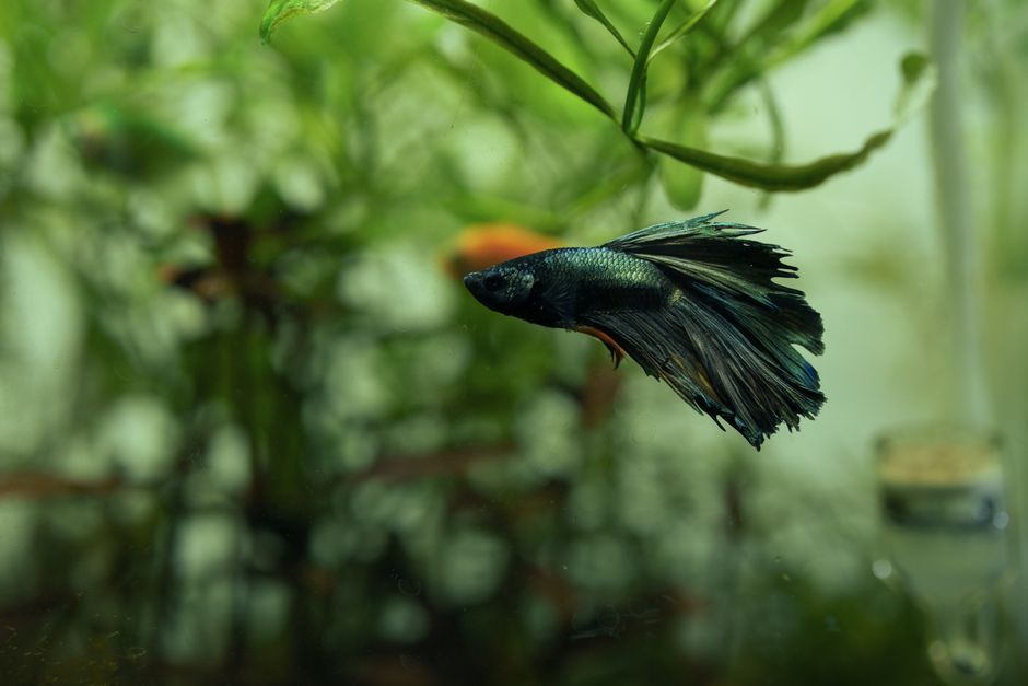 A betta fish in a planted freshwater aquarium