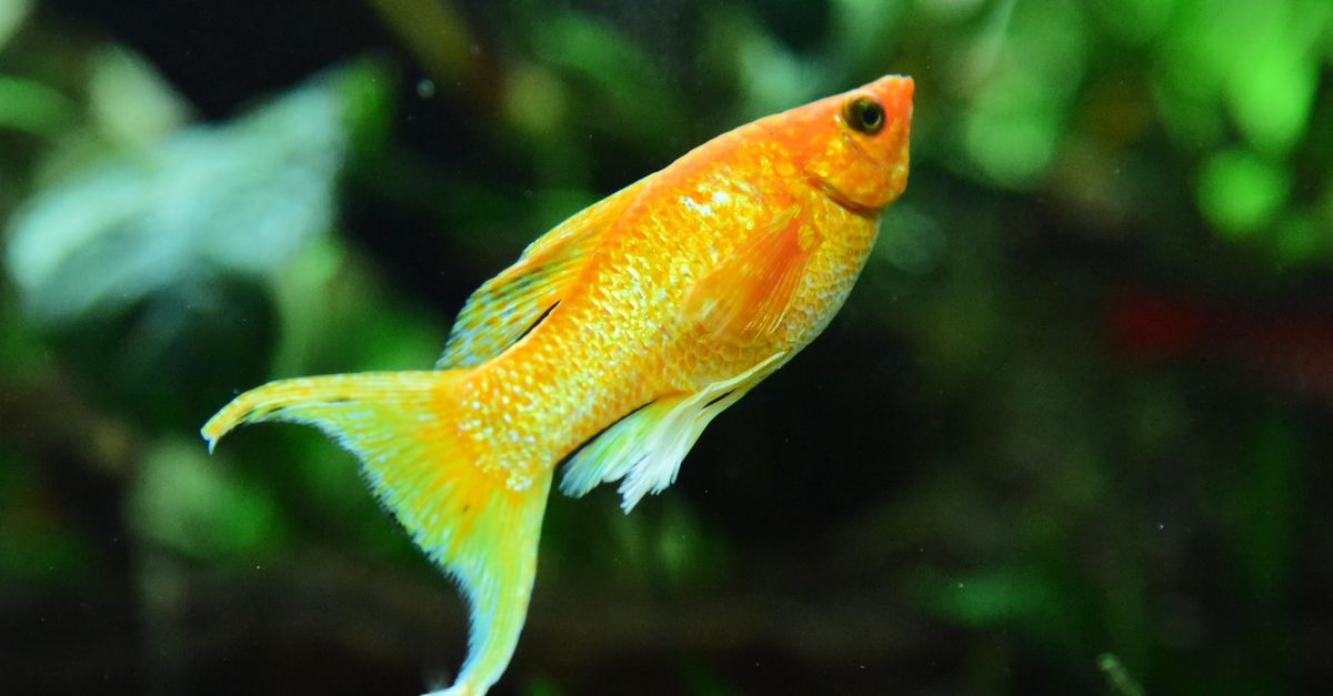 A swordtail, a common livebearer, in an aquarium
