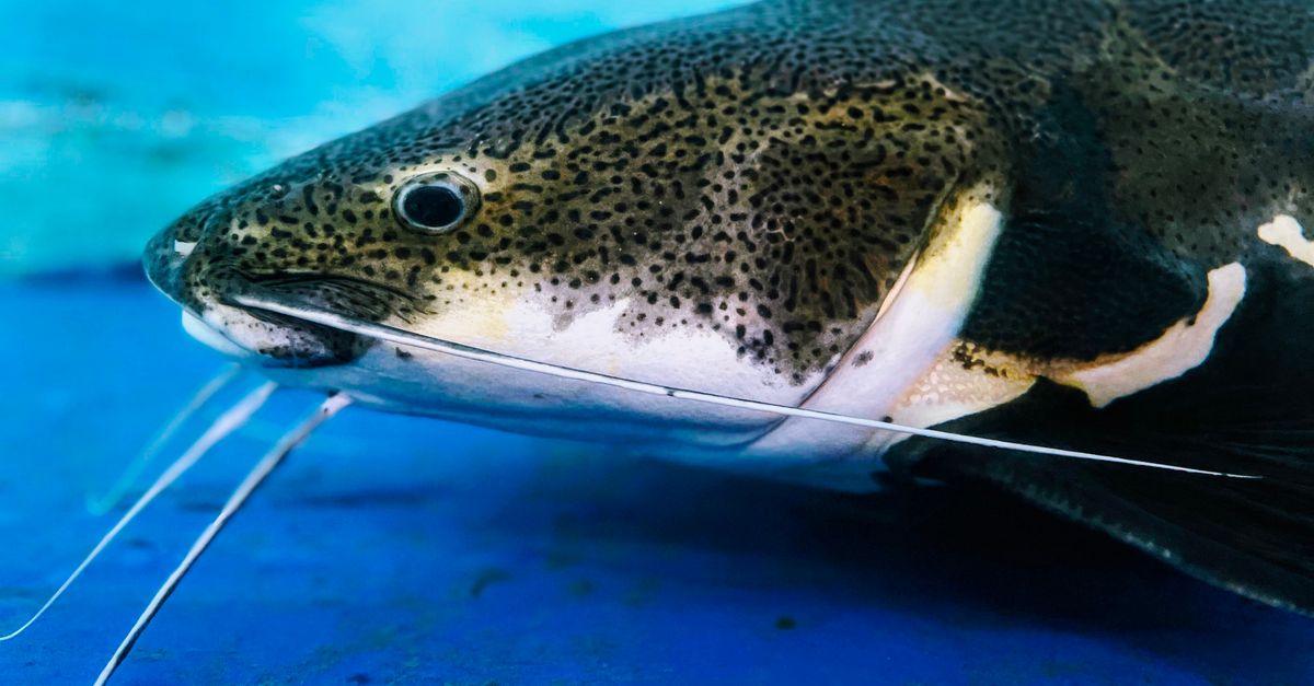 A catfish in an aquarium