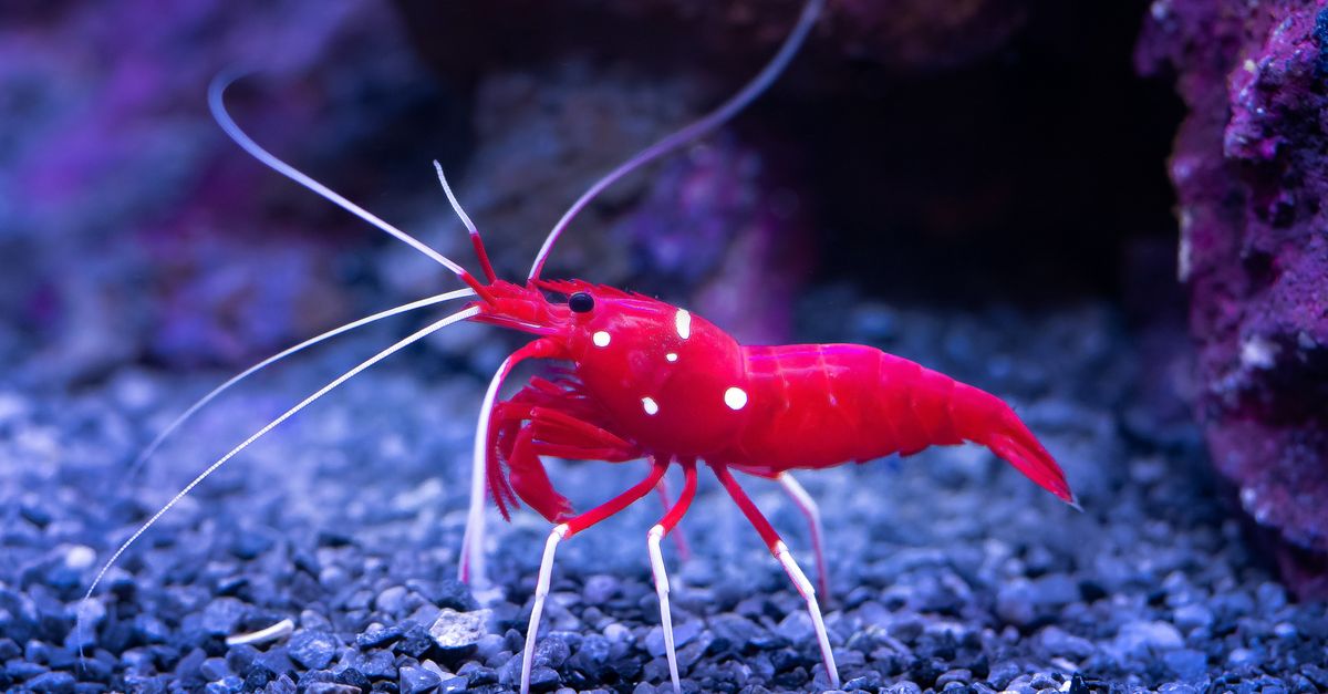 A cherry shrimp grazing in a planted aquarium