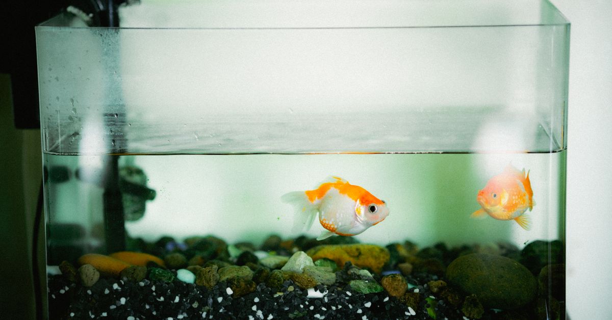 A home aquarium with fish