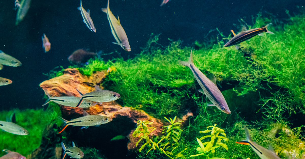A planted freshwater community aquarium