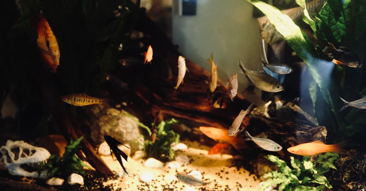 A freshwater aquarium