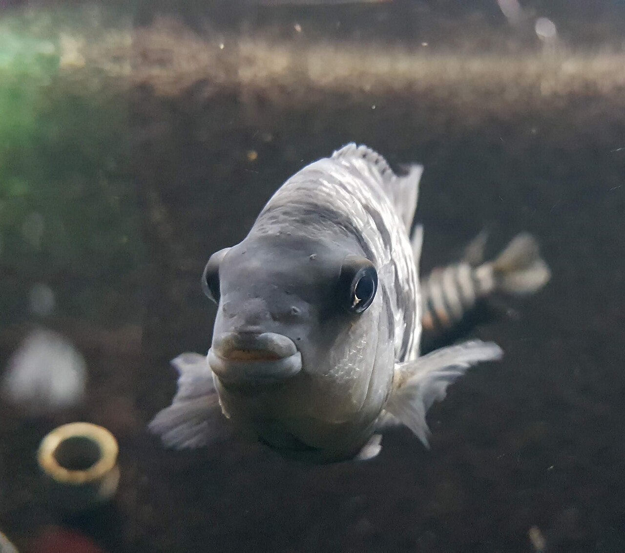 A striped convict cichlid, Amatitlania nigrofasciata, over gravel