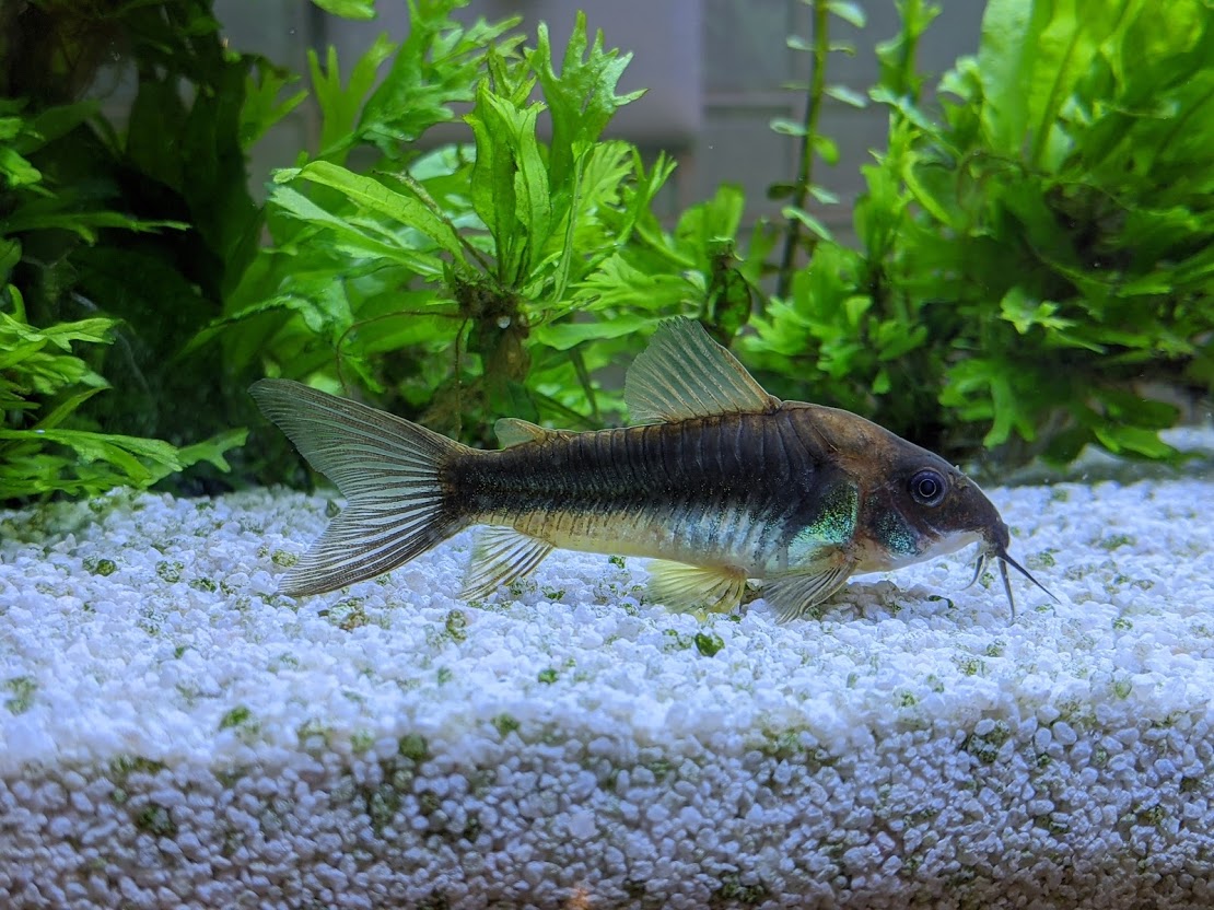 A bronze corydoras catfish resting on the substrate of a freshwater aquarium