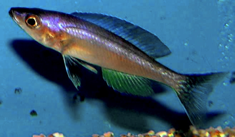 A shoal of Cyprichromis leptosoma swimming in open water in a Lake Tanganyika aquarium