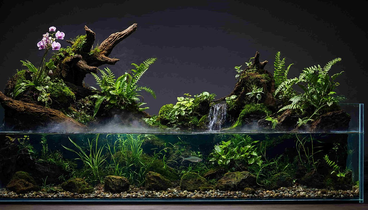 A planted aquarium with a large piece of driftwood as the centrepiece