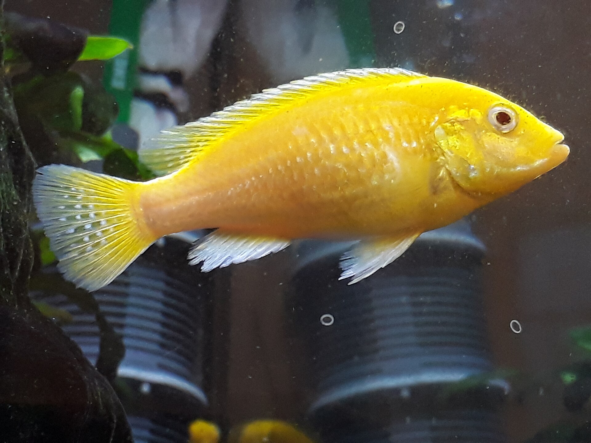 A bright yellow Labidochromis caeruleus electric yellow cichlid swimming near rockwork