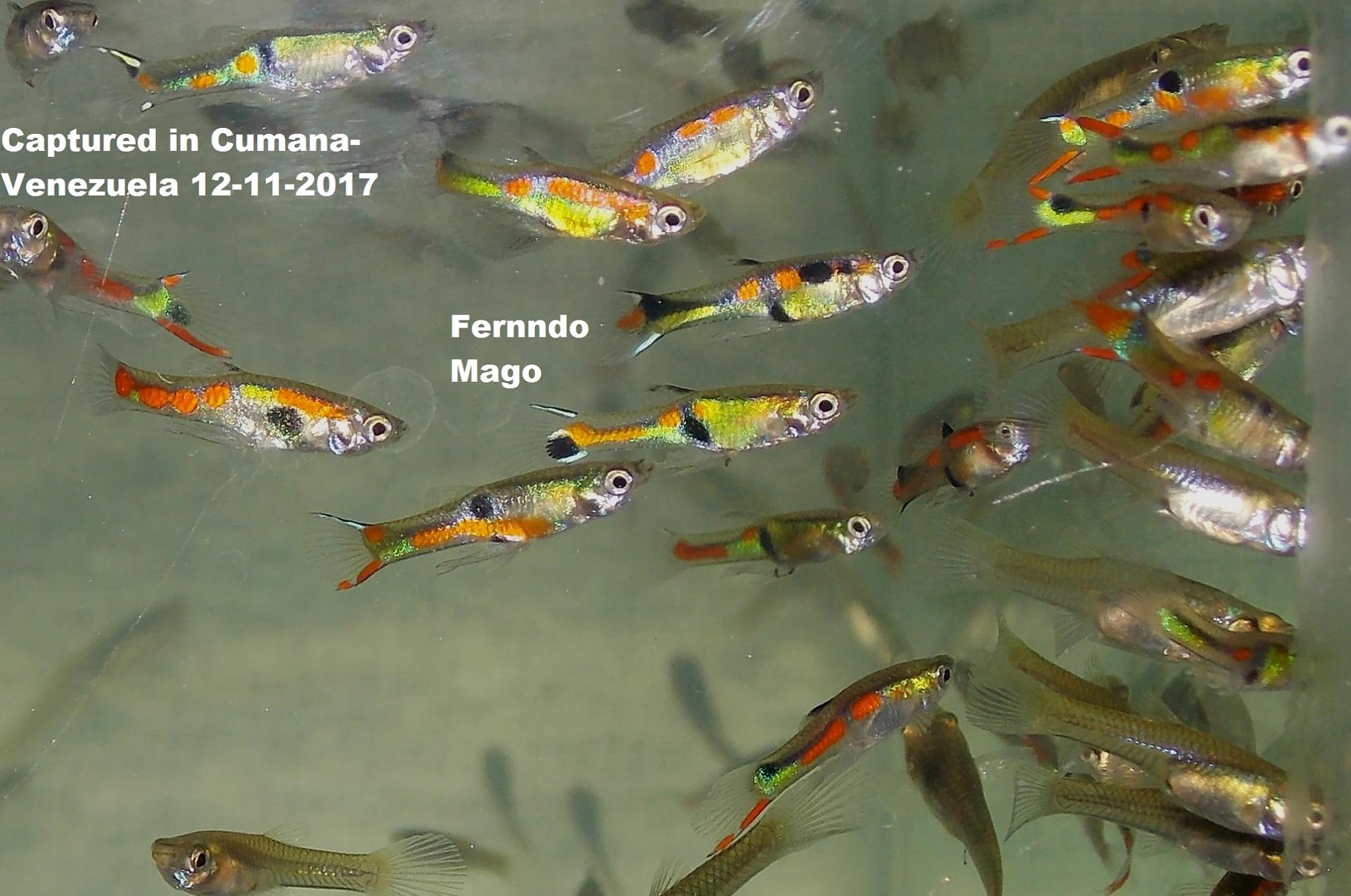 A male Endler's livebearer showing bright orange and metallic green markings