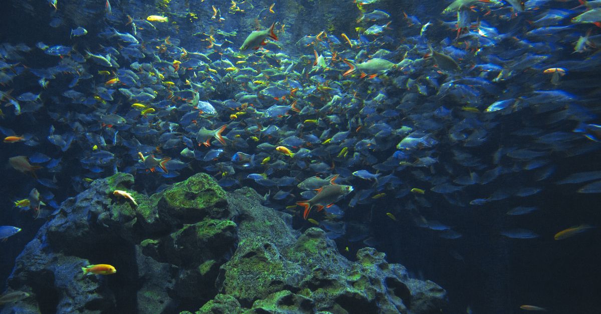 A shoal of aquarium fish