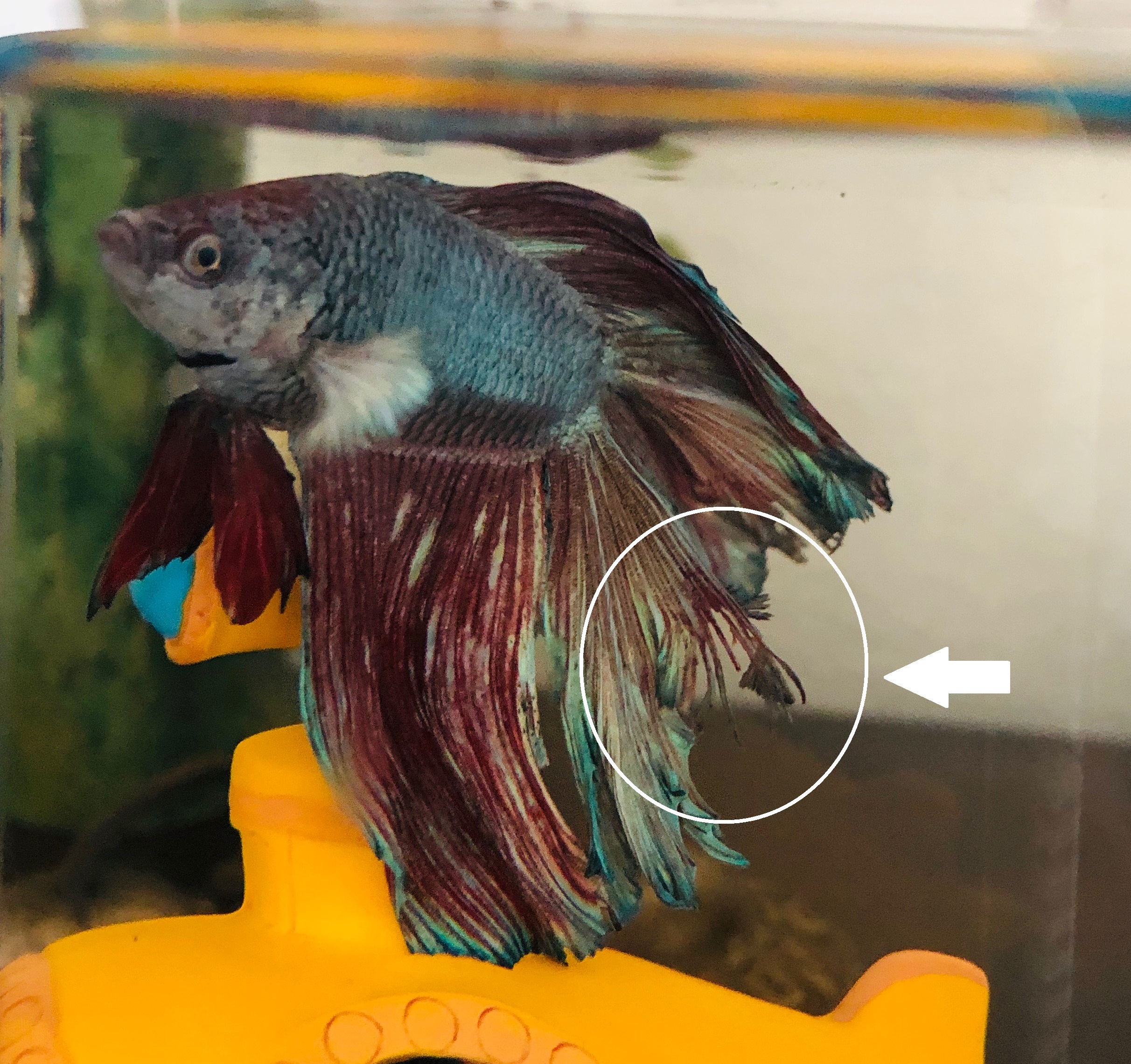 A betta with ragged, receding fins showing signs of fin rot