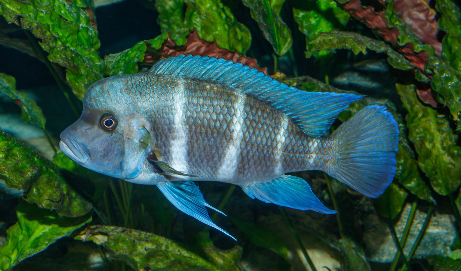 A blue-barred Cyphotilapia frontosa with a pronounced nuchal hump in an aquarium