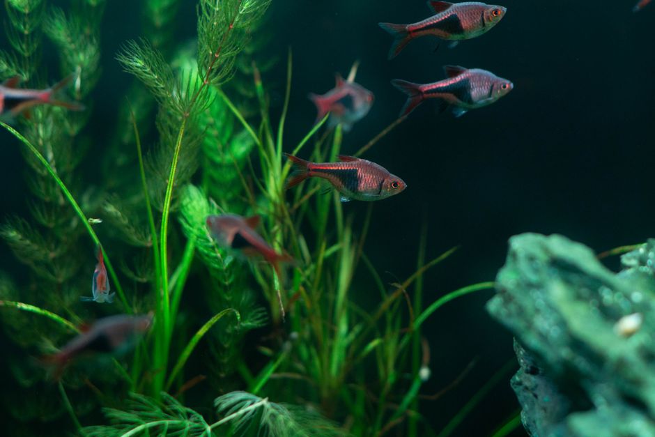 Planted freshwater aquarium with clear water