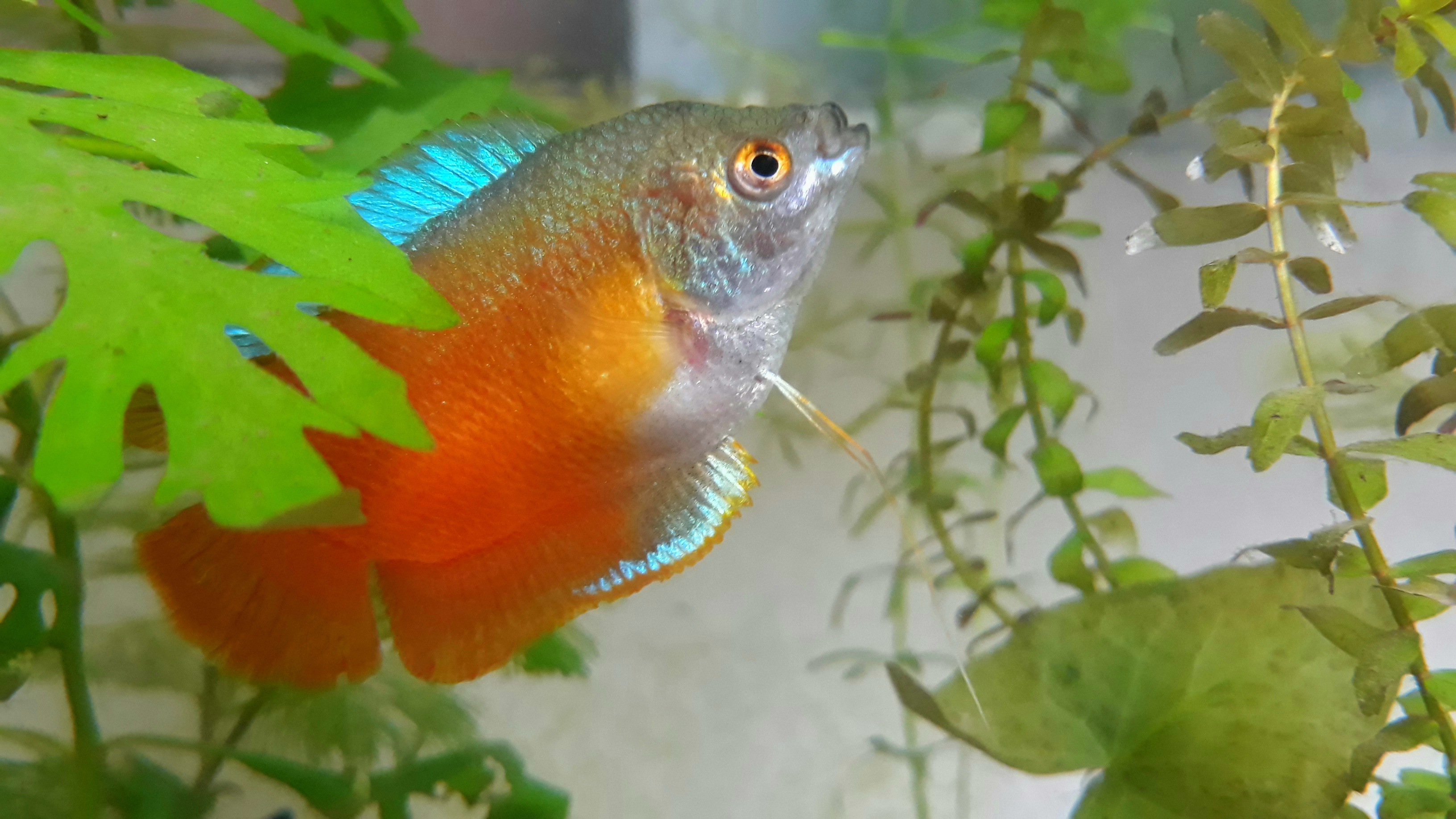 A honey gourami swimming in a planted freshwater aquarium