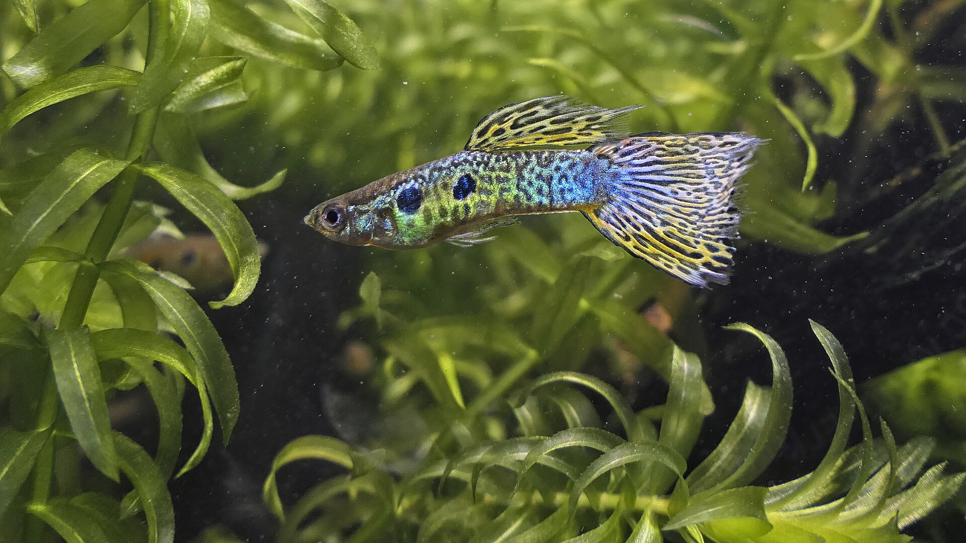 Male guppy showing bright cobra-green colouration