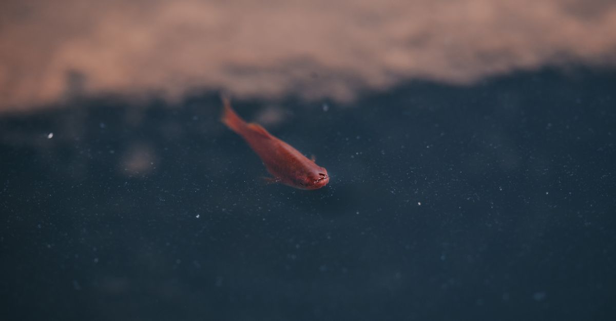 Colourful livebearer fish that thrive in hard alkaline aquarium water