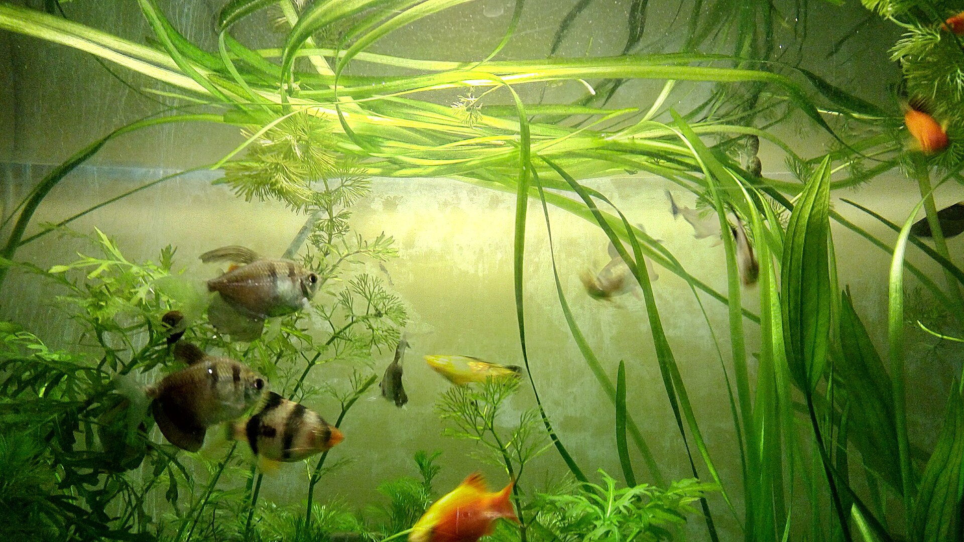 A planted aquarium with tall Vallisneria growing in hard water