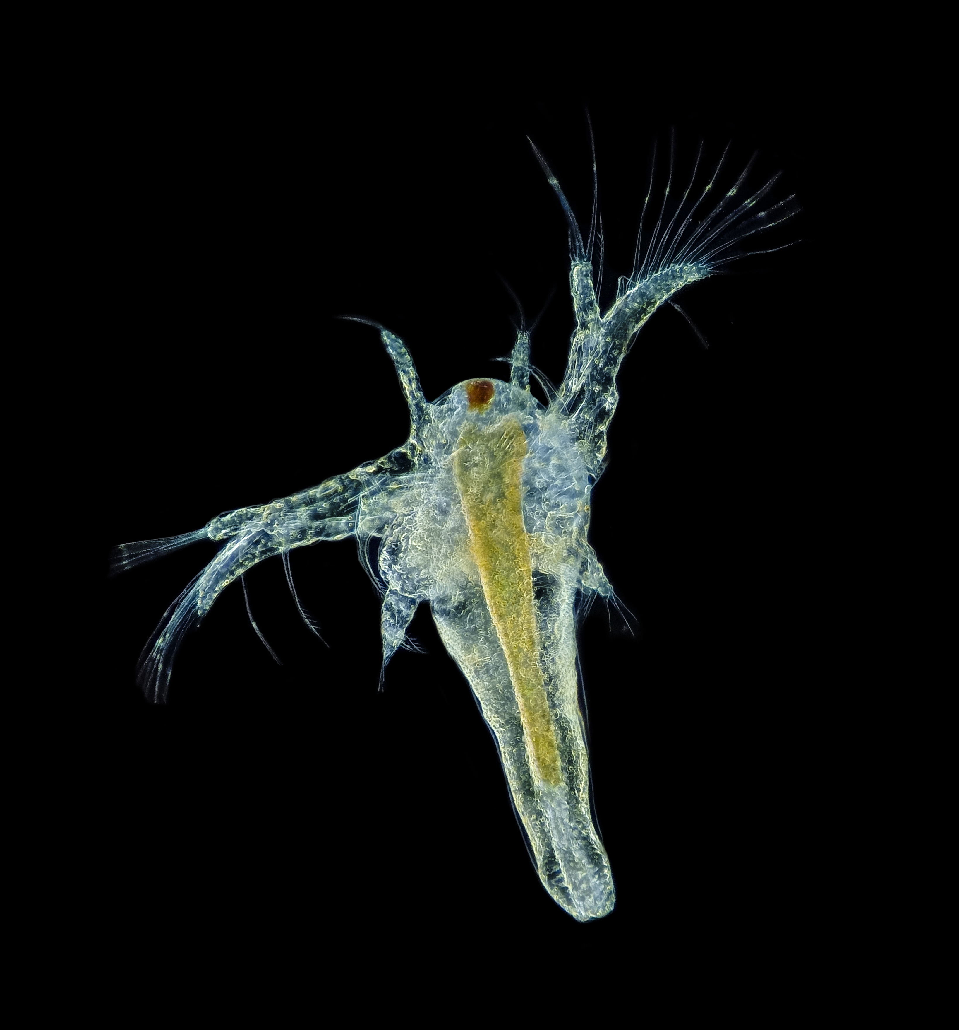 A brine shrimp (Artemia) photographed against a dark background