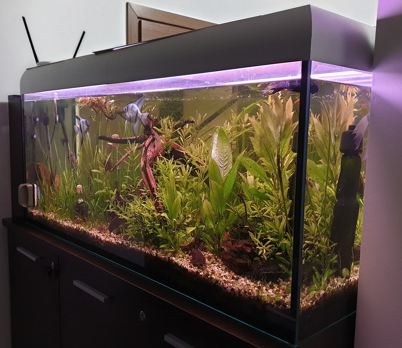 A healthy planted freshwater aquarium, the goal once an ammonia problem is under control