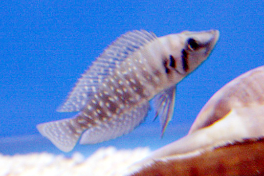 An Altolamprologus calvus, a hard-water Tanganyikan cichlid, in an aquarium