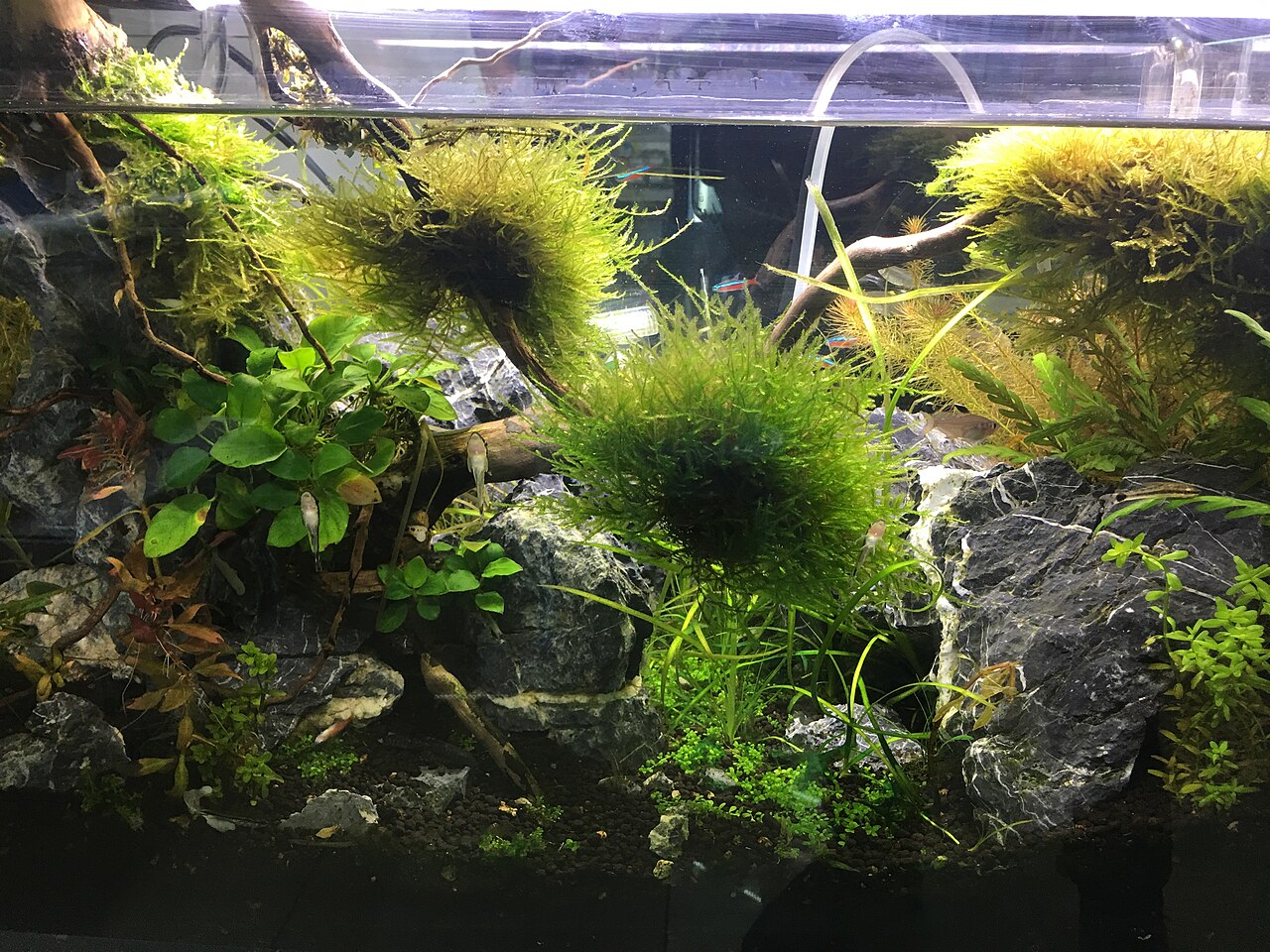 A community freshwater aquarium stocked with several fish