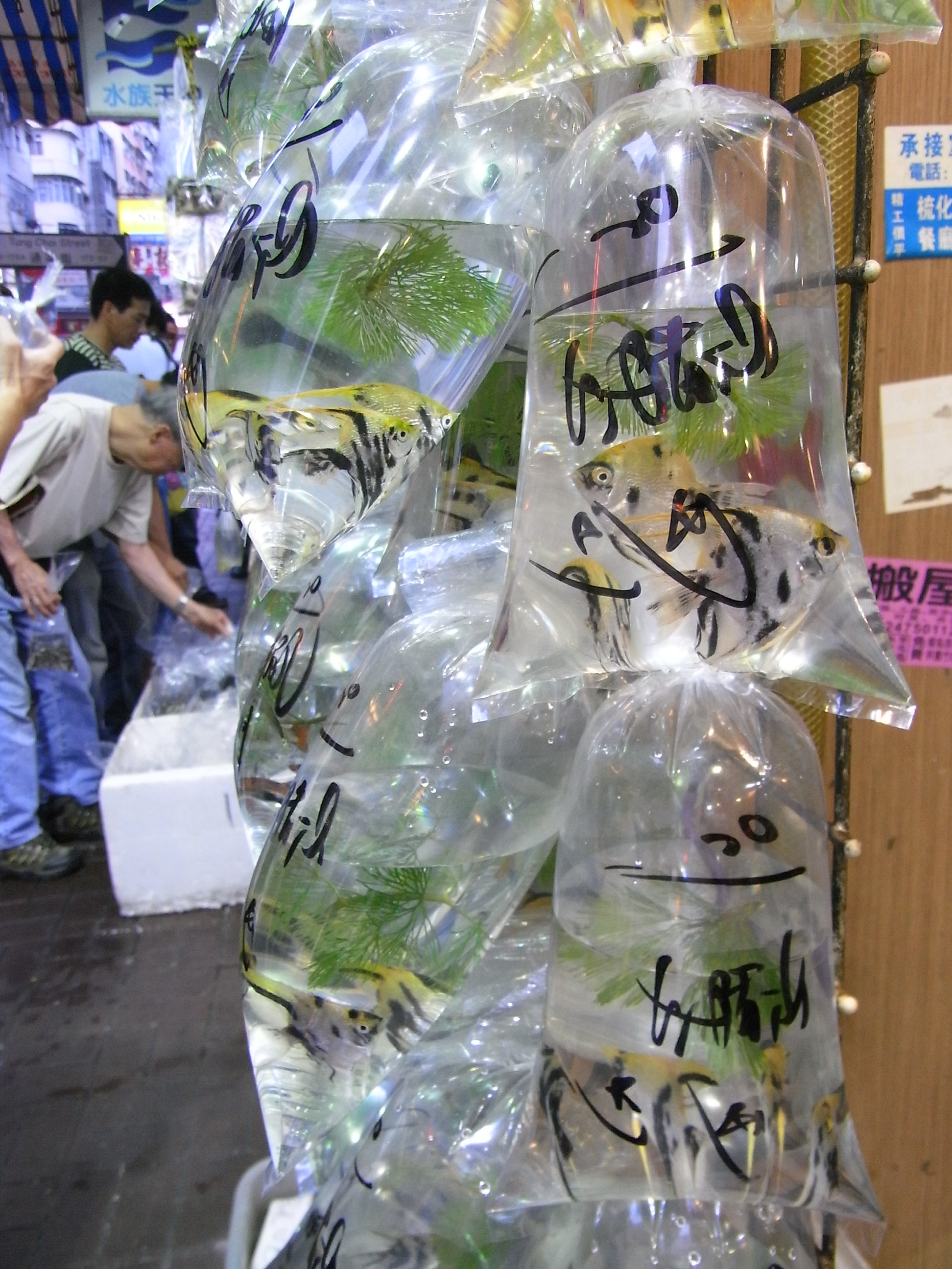 Aquarium fish in sealed plastic bags at a shop, ready to be taken home and acclimatised