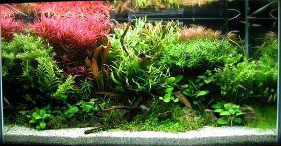 A heavily planted freshwater aquarium, the kind that helps keep nitrate down