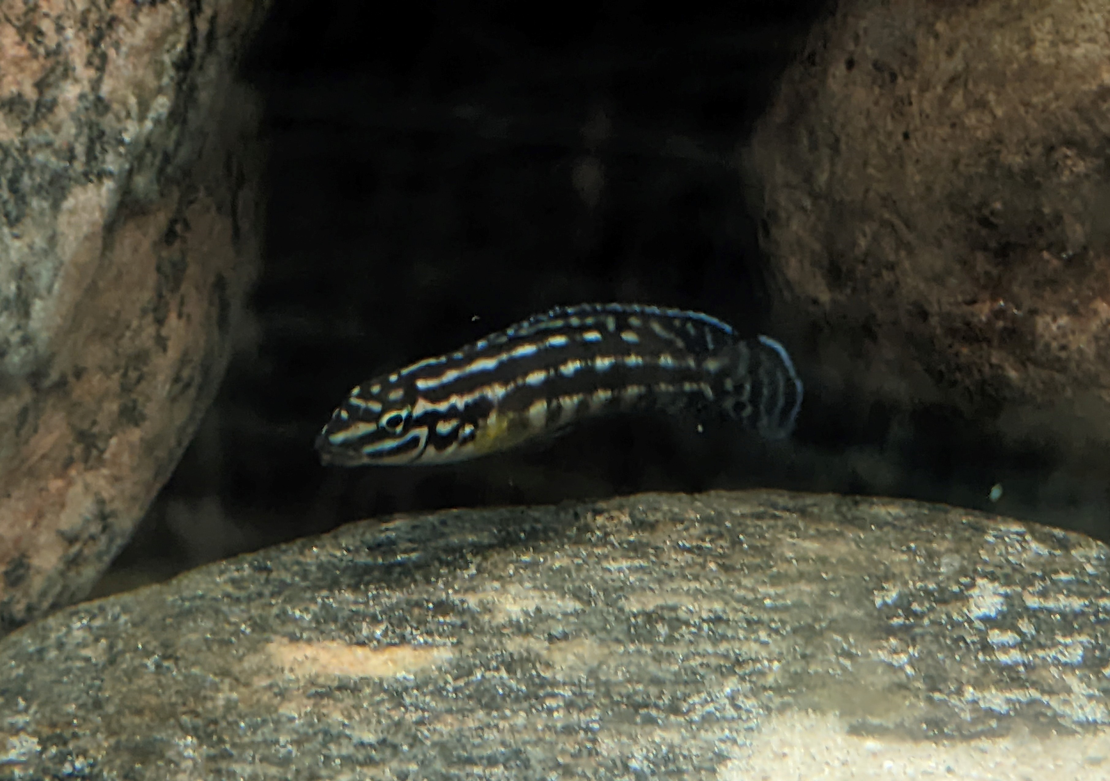 A golden Julidochromis ornatus cichlid resting against rockwork