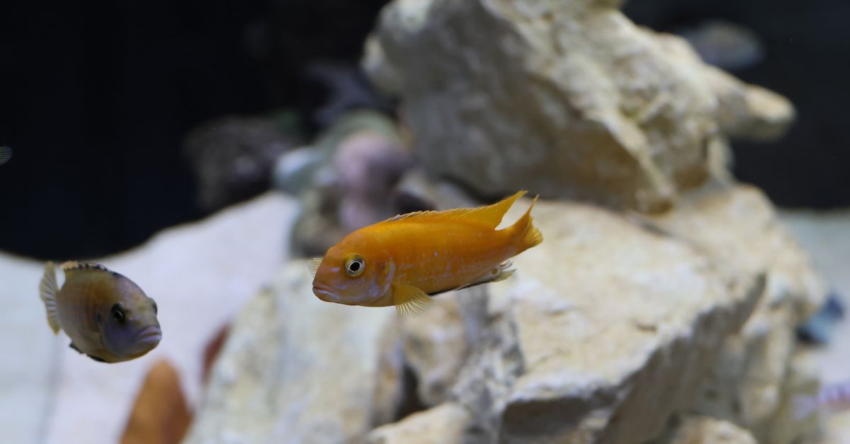 African Rift Lake cichlids among pale rocks in a freshwater aquarium