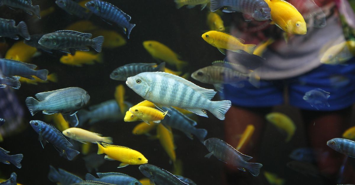 A cichlid in an aquarium