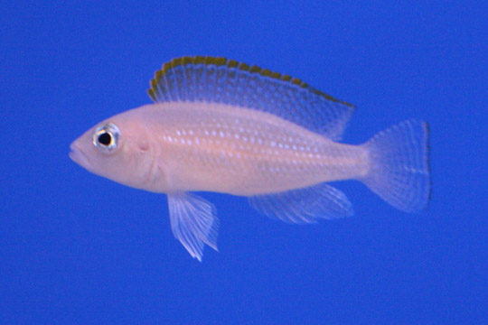 A Neolamprologus caudopunctatus shell-dweller hovering over sand in an aquarium