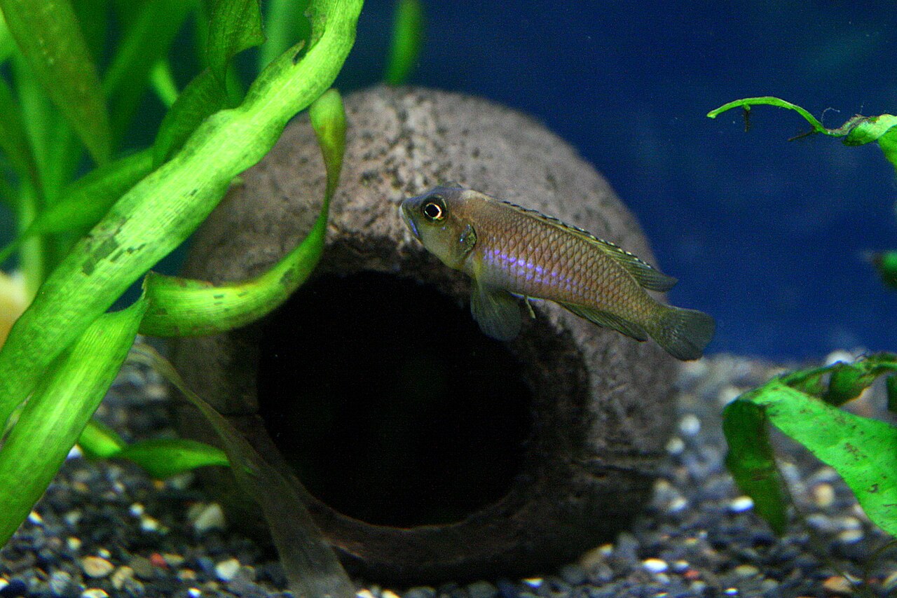 A male Lamprologus ocellatus shell-dweller cichlid guarding a snail shell on sand