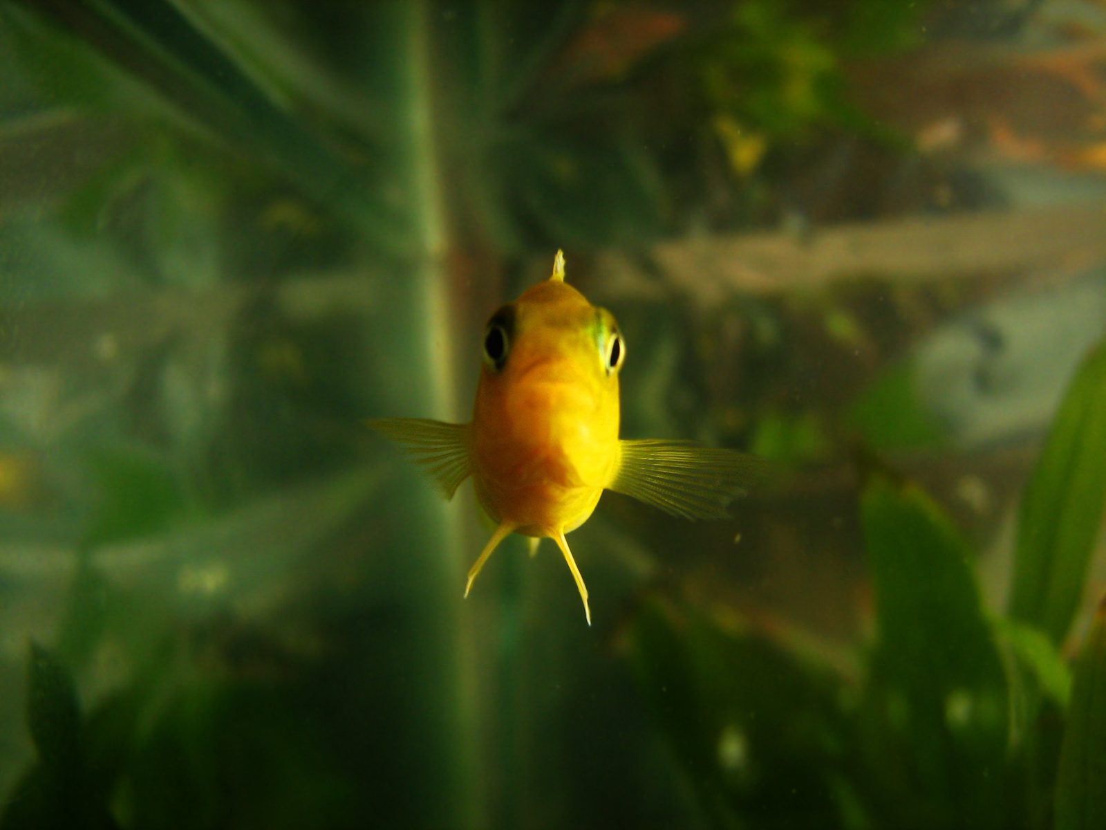 A bright yellow Labidochromis caeruleus mbuna cichlid swimming near rockwork