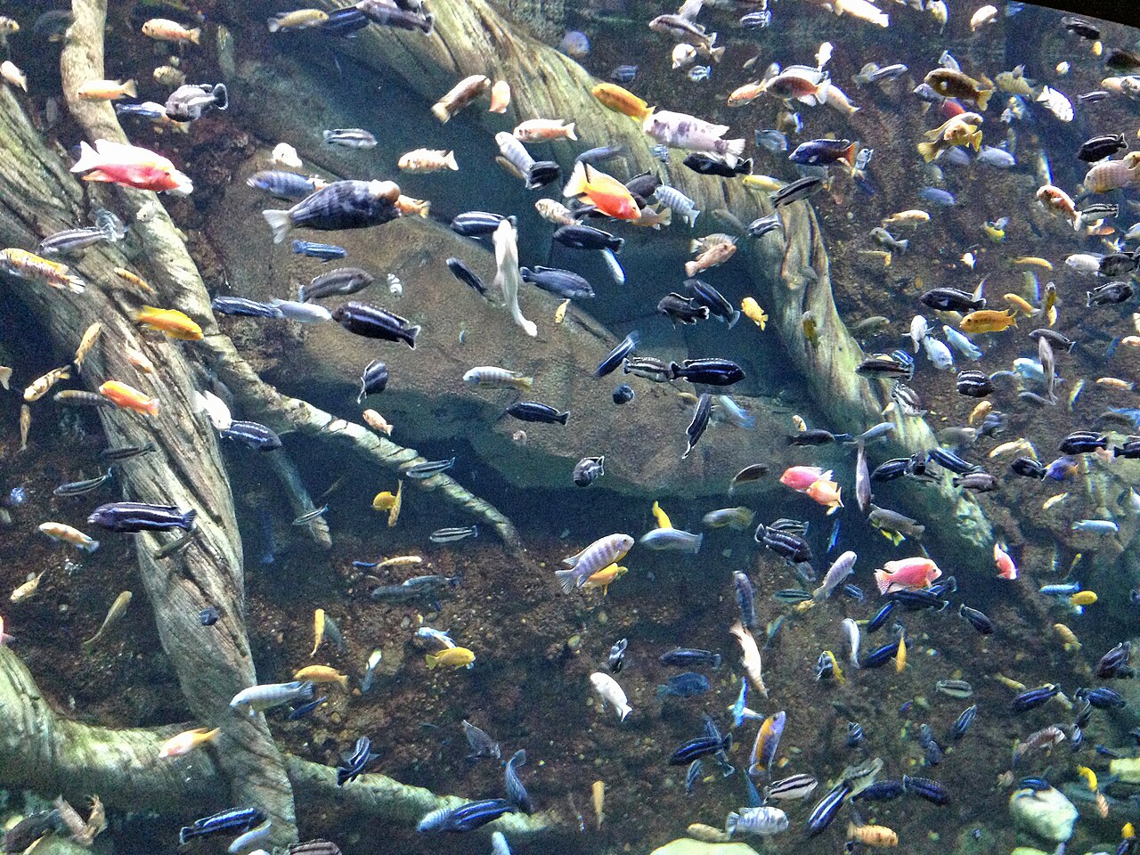 A mixed Rift Lake cichlid aquarium with rockwork and several colourful cichlids