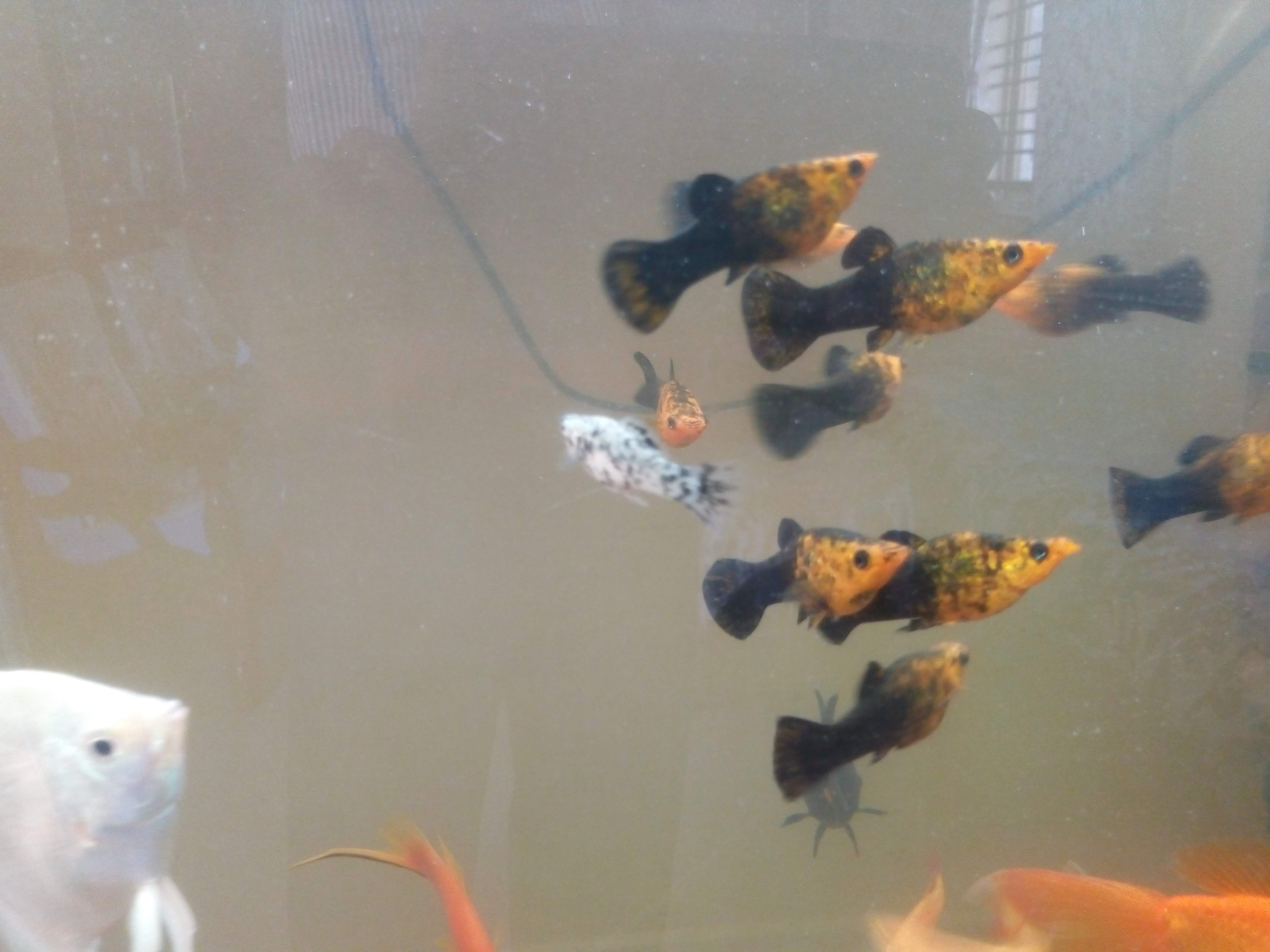 A chocolate molly swimming in a planted aquarium