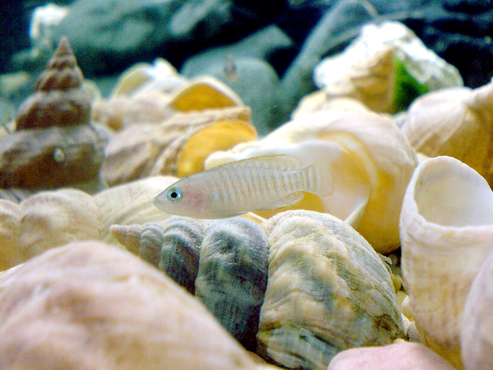 A Neolamprologus multifasciatus shell-dwelling cichlid over aquarium sand