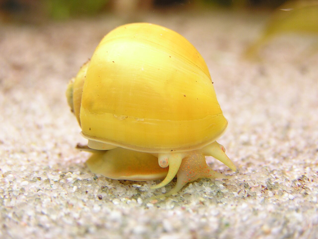 A golden mystery snail, Pomacea bridgesii, on aquarium glass with its foot extended