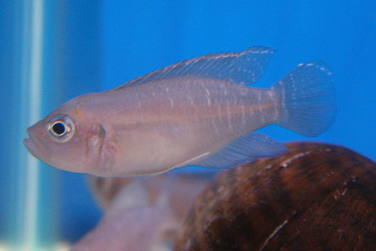 A Neolamprologus brevis shell-dwelling cichlid beside its snail shell on sand